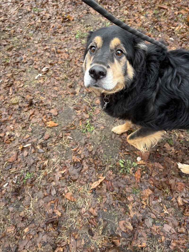 Wags Professional Pet Services photo 2