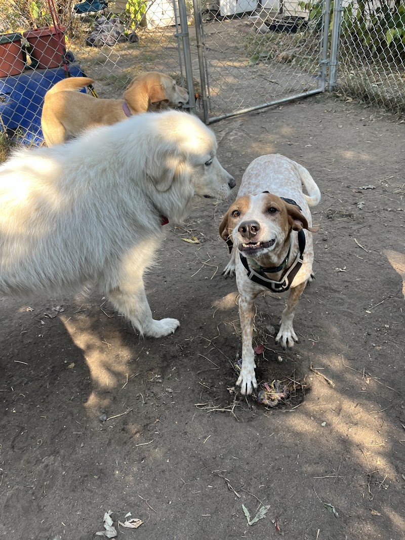 Wags Professional Pet Services photo 3