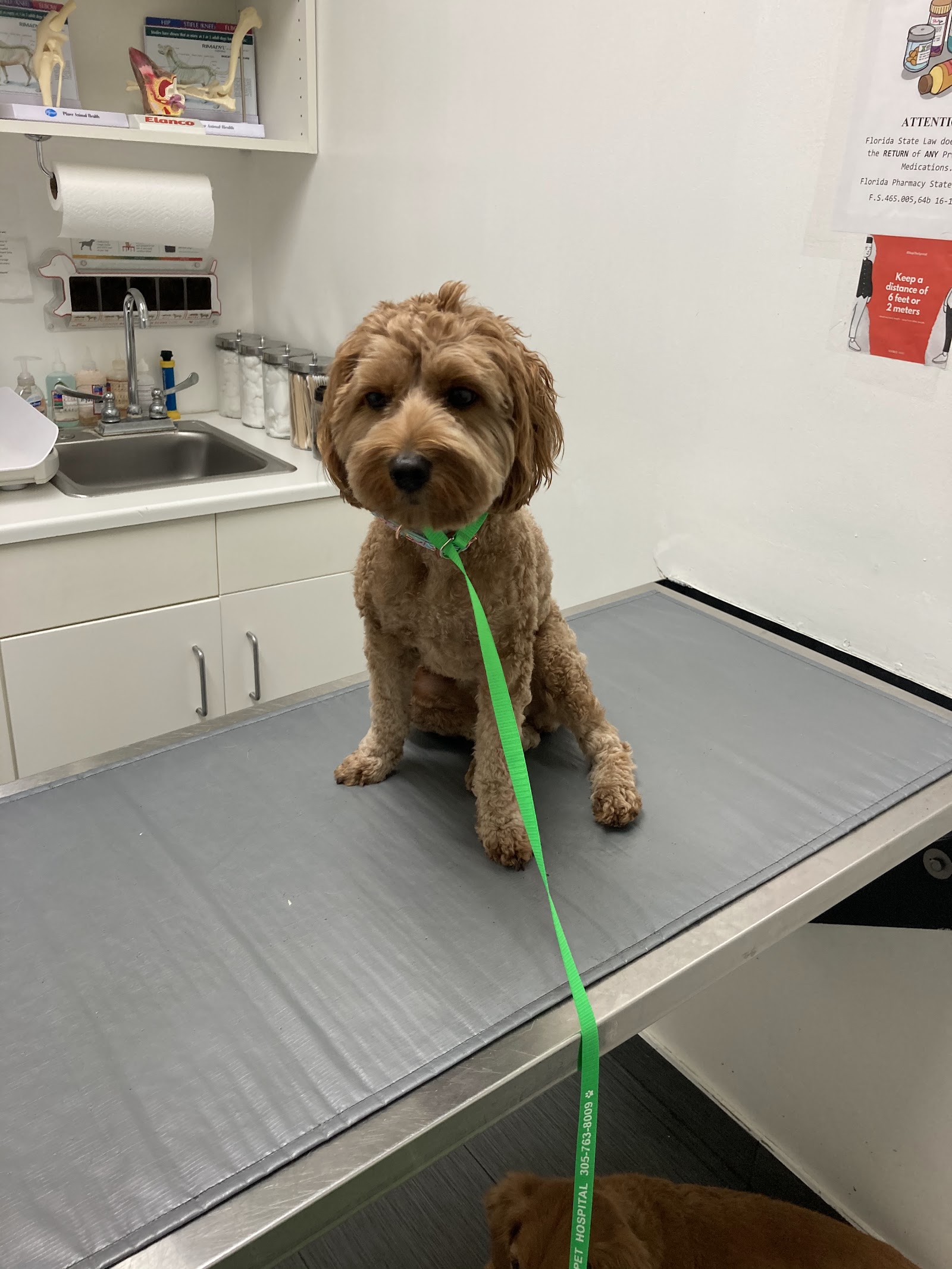 Eco Deco Pet Hospital
