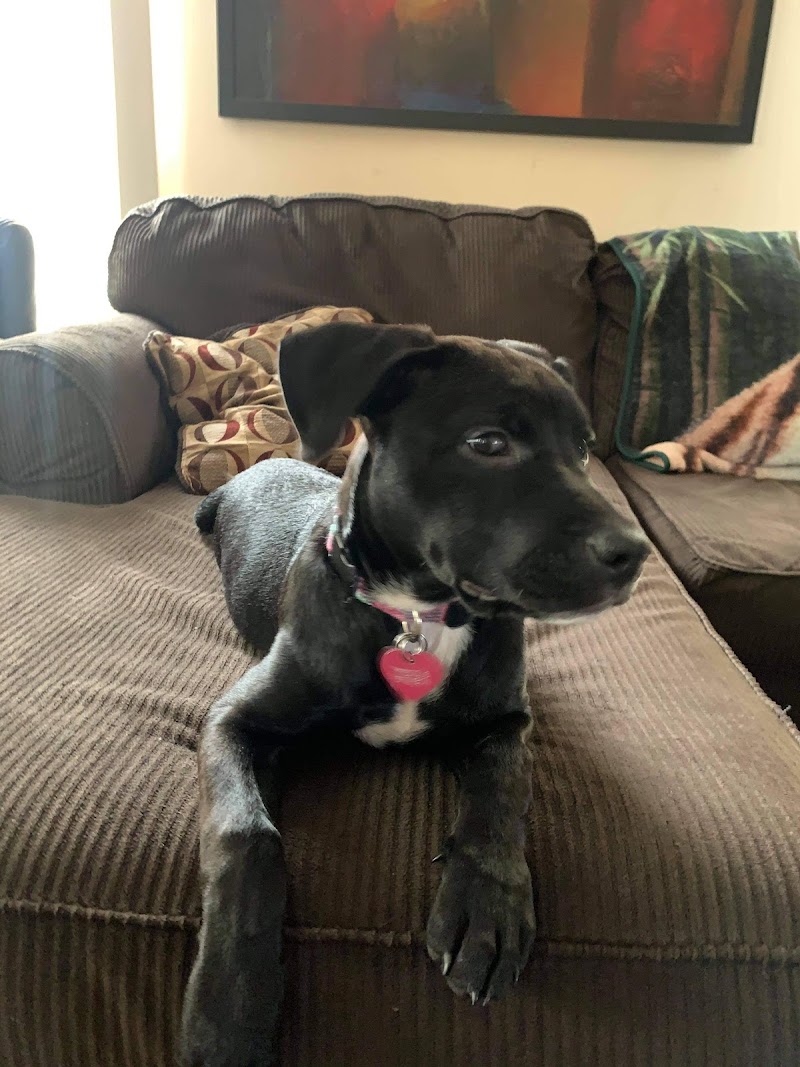 Pet Doctors Animal Clinic