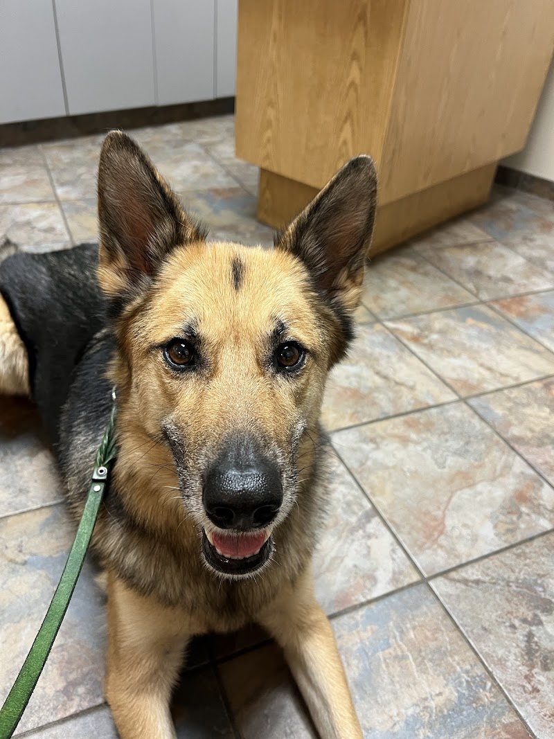 Pet Doctors Animal Clinic photo 2