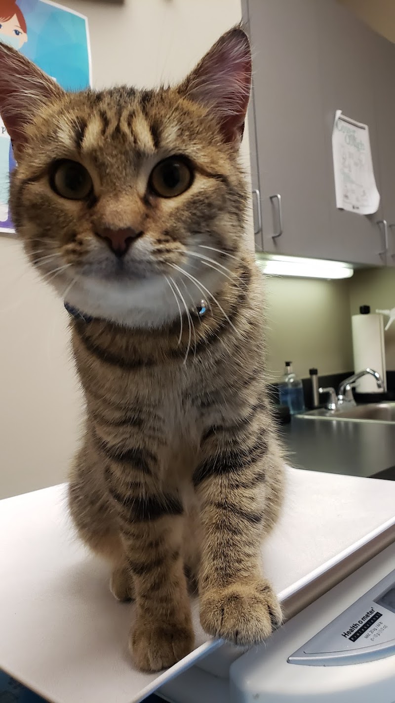 Pet Doctors Animal Clinic photo 3