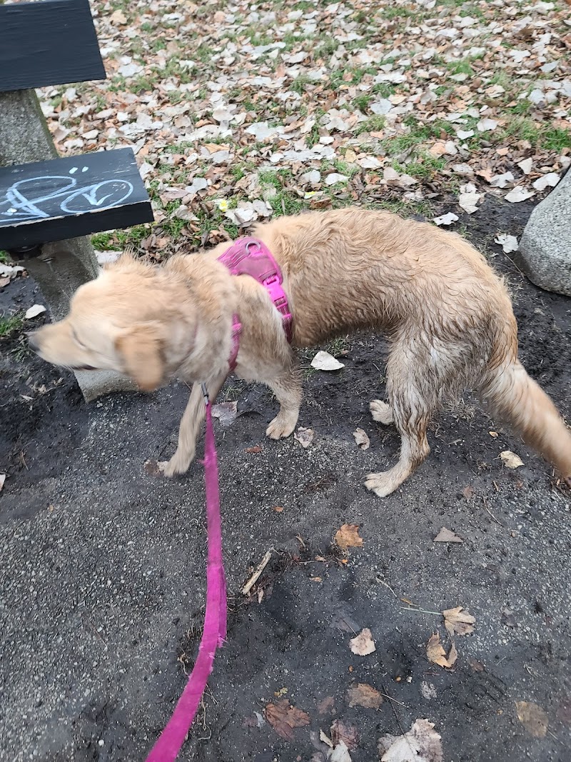 River Dog Friendly Area photo 3