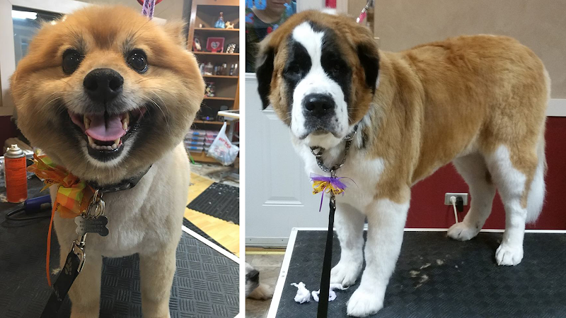 The Hairy Hound Inc.