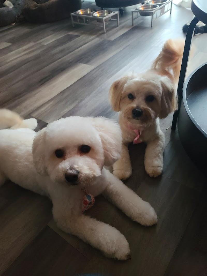 The Hairy Hound Inc. photo 2