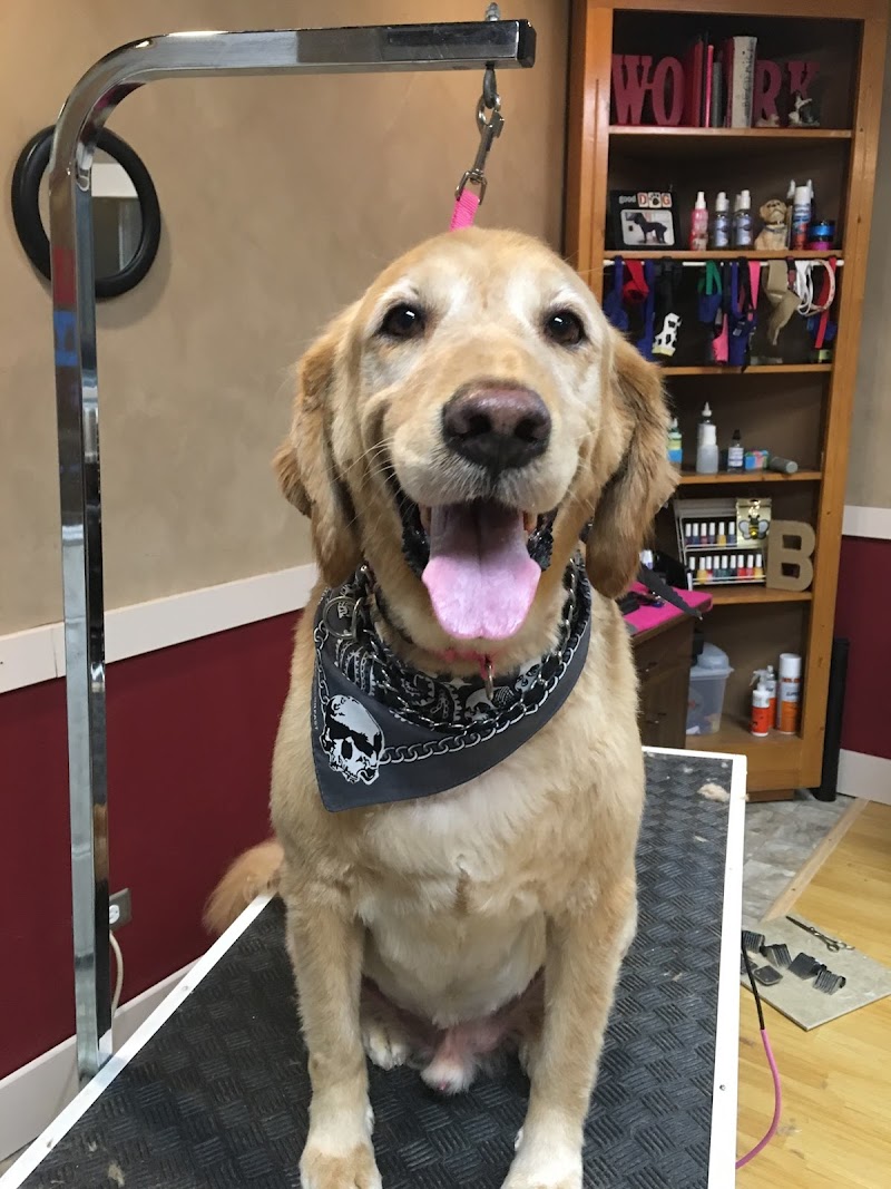 The Hairy Hound Inc. photo 3