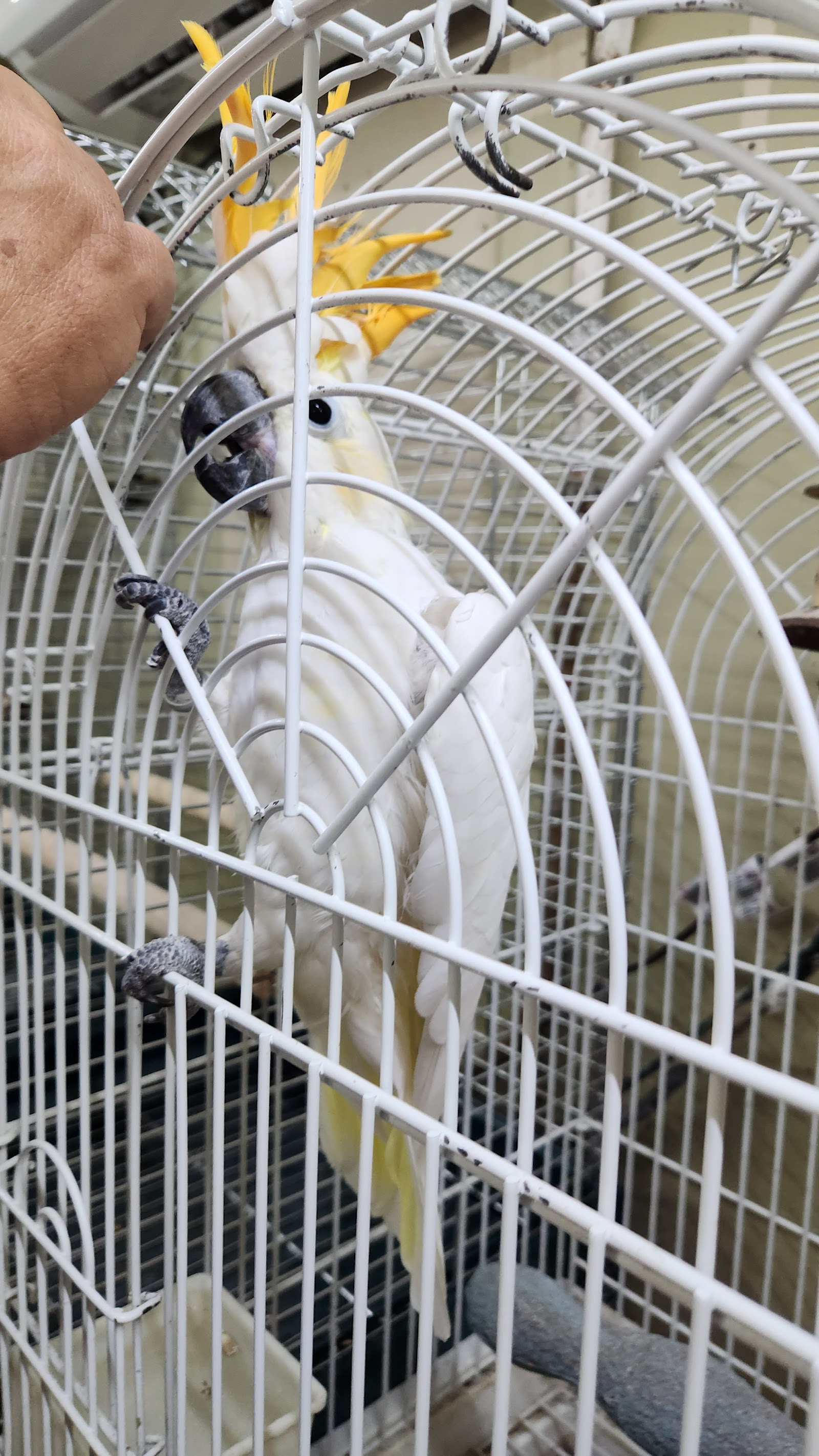 El Gallo Rojo Pet Shop