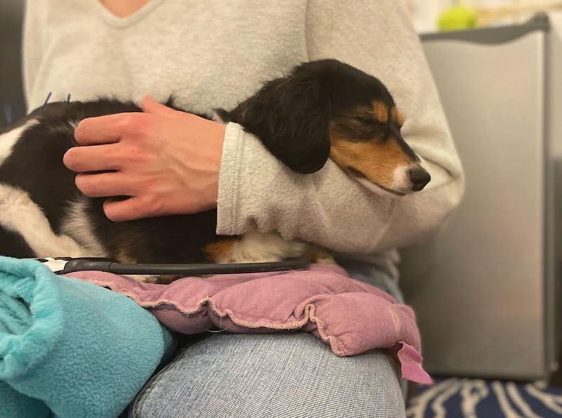 Elevate Animal Rehab