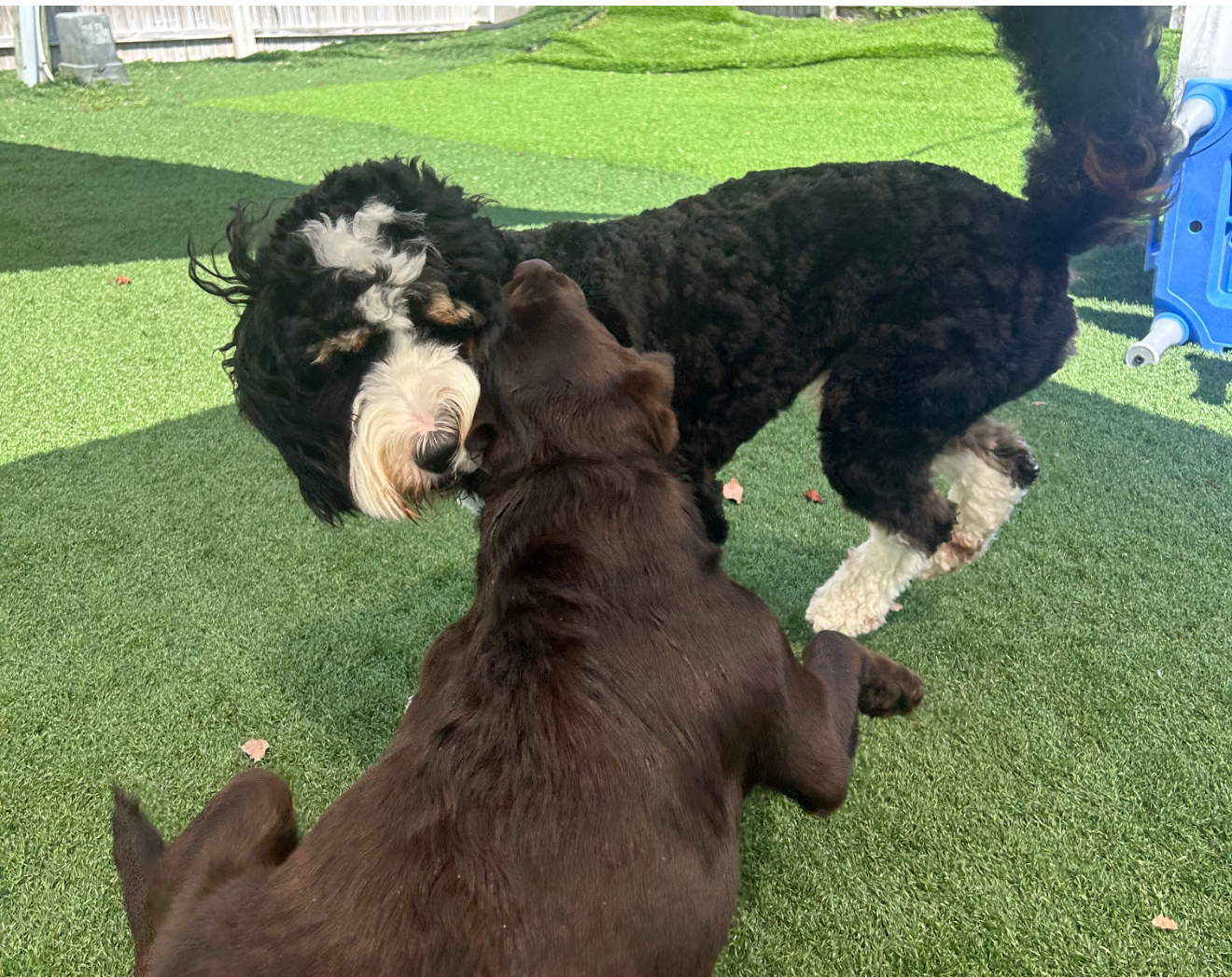 Elite Professional Dog Training