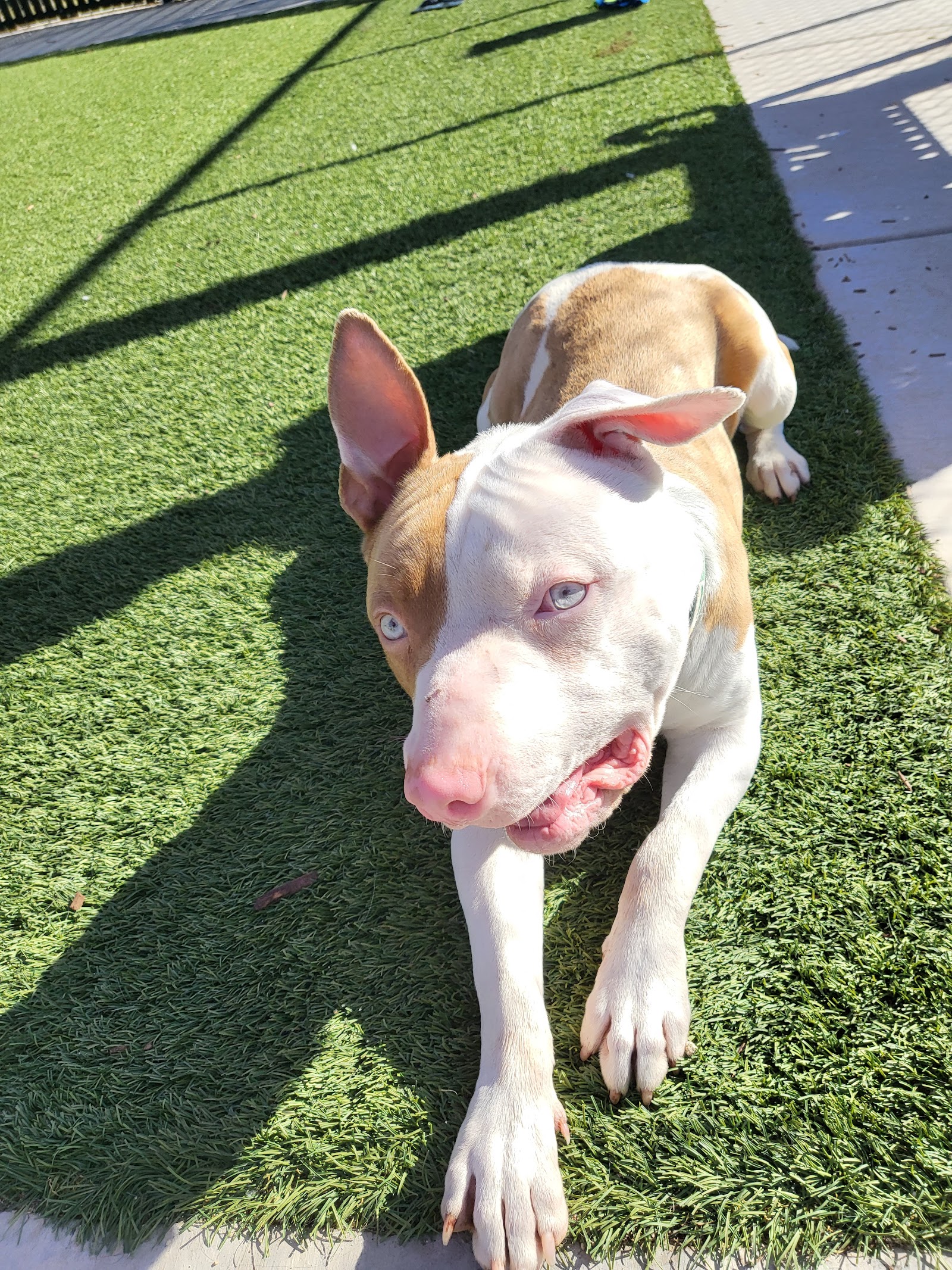 Elk Grove Animal Shelter