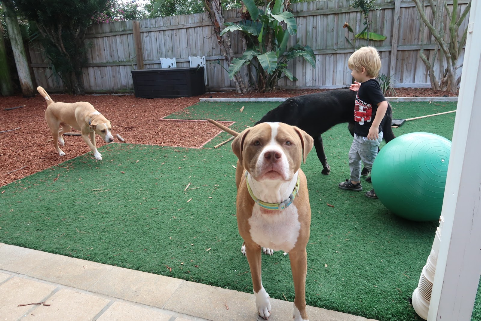 Elly's Pine Castle Dog Boarding & Daycare