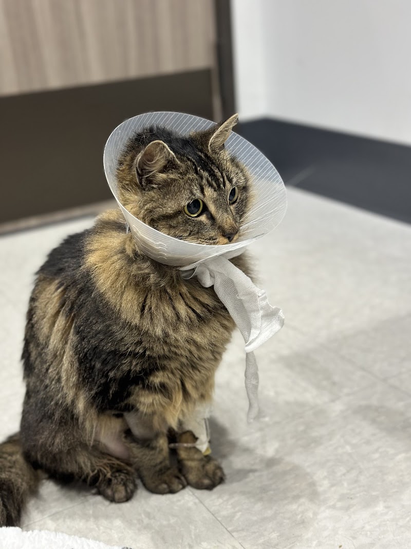 Emergency Animal Hospital of Crystal Falls photo 3