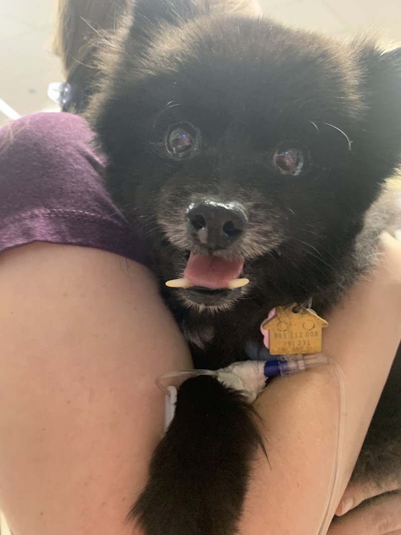 Emergency Animal Hospital: Saucedo Nicole DVM