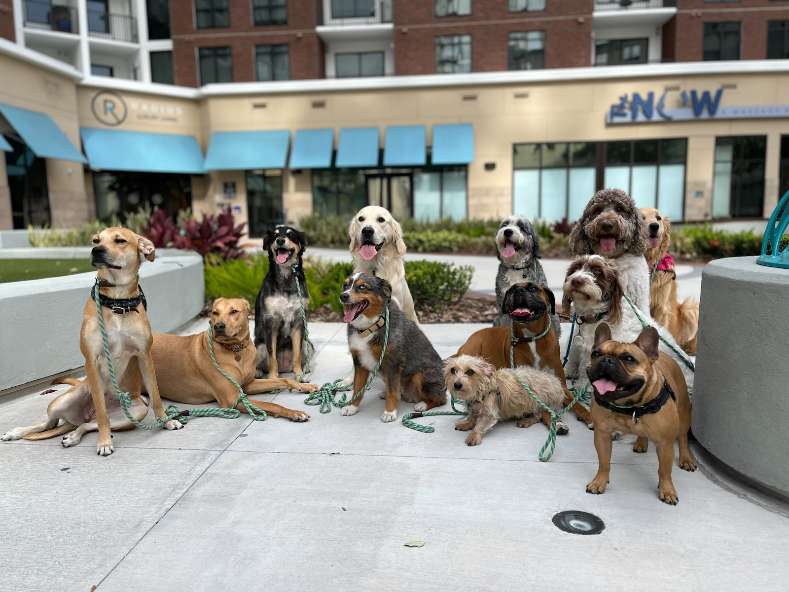 Eola Pets