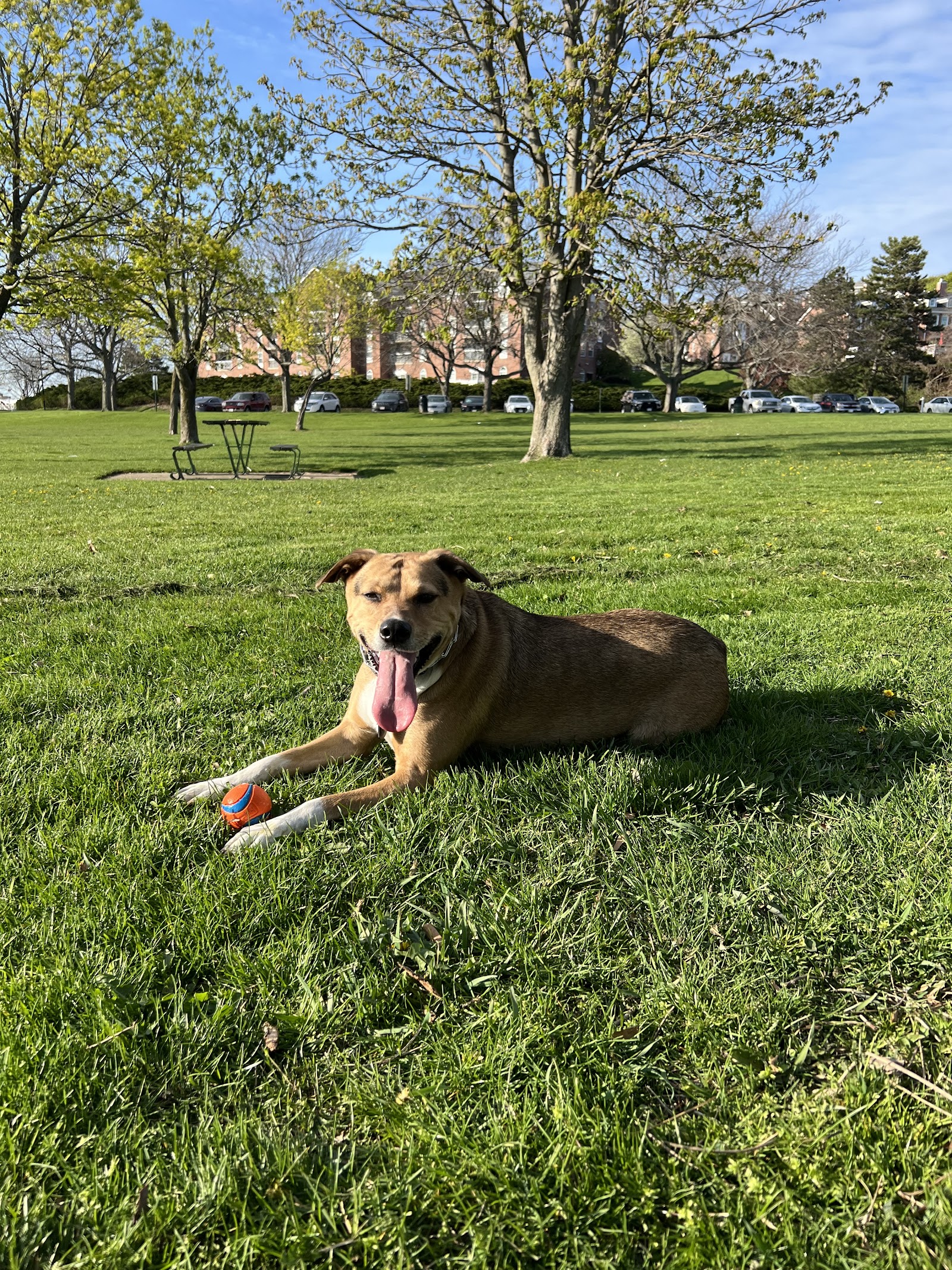 Eric Temple Dog Training