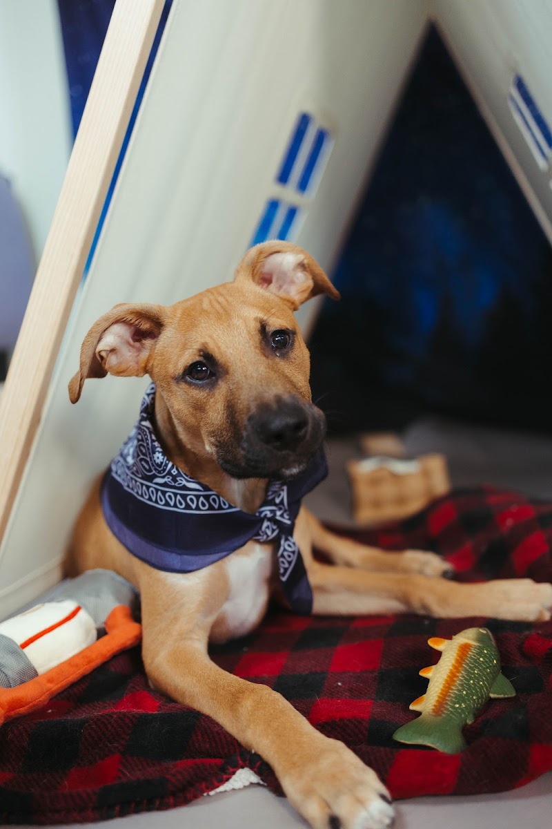 Evergreen Hound photo 2