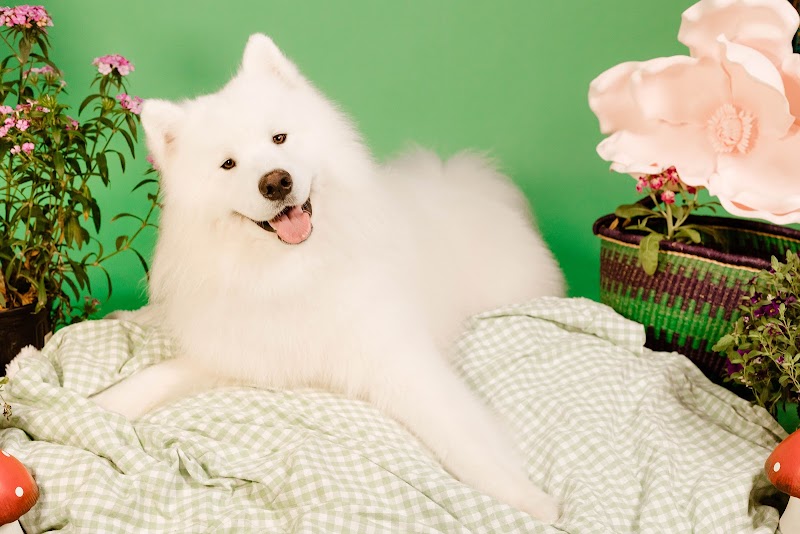 Evergreen Hound photo 3