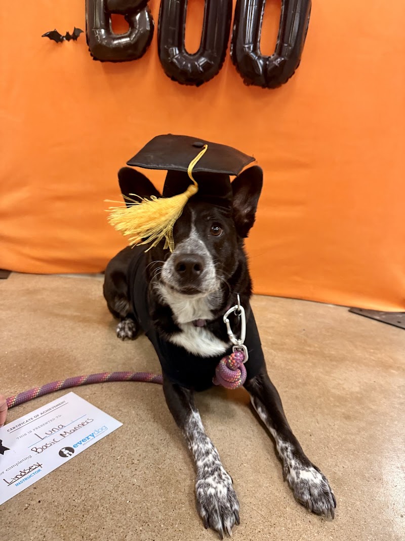 Every Dog Behavior and Training (North) photo 2