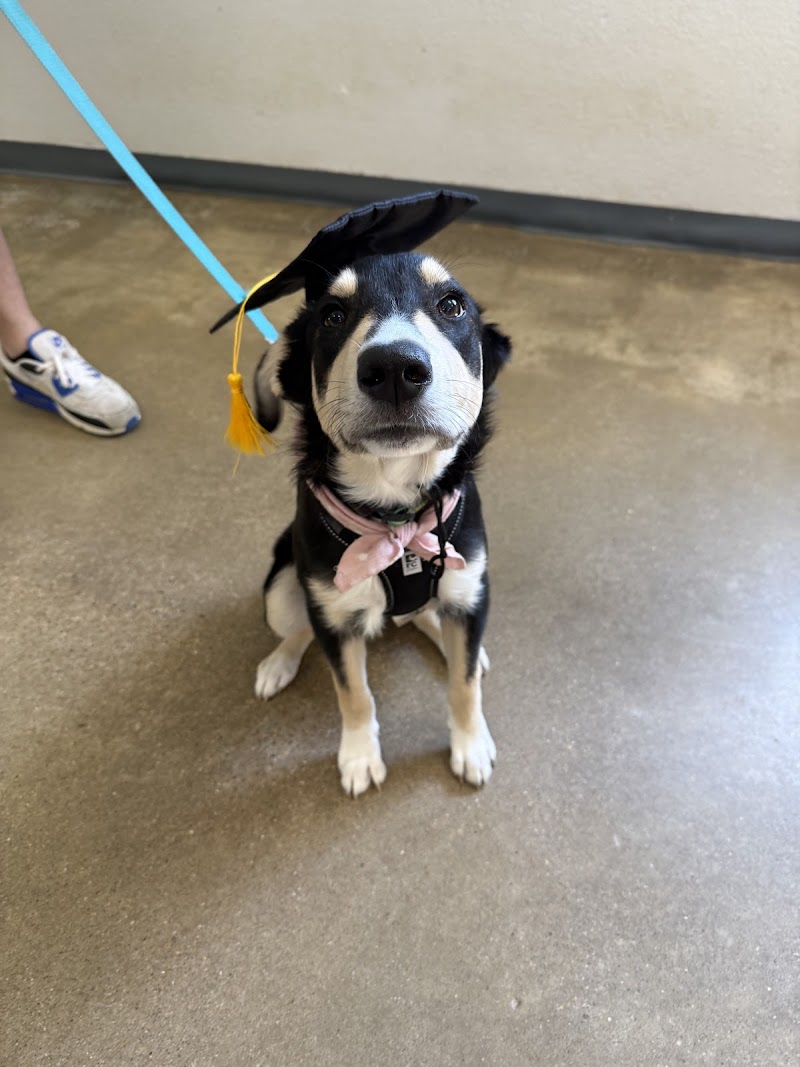 Every Dog Behavior and Training (North) photo 3