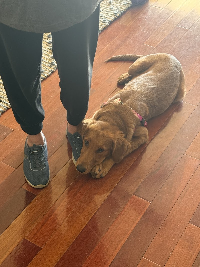 Evolution Dog Training photo 2