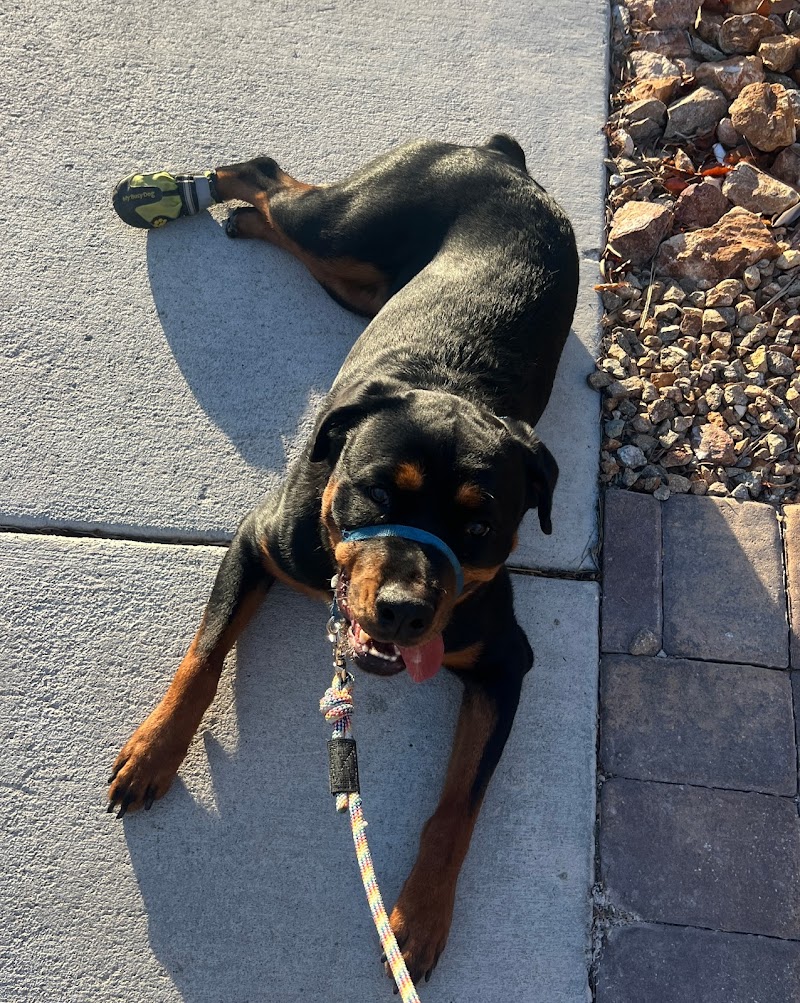 Evolution Dog Training photo 3