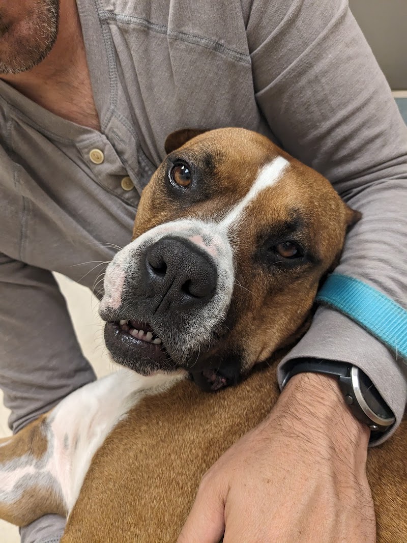 Evolution Veterinary Specialty and Emergency Hospital photo 2