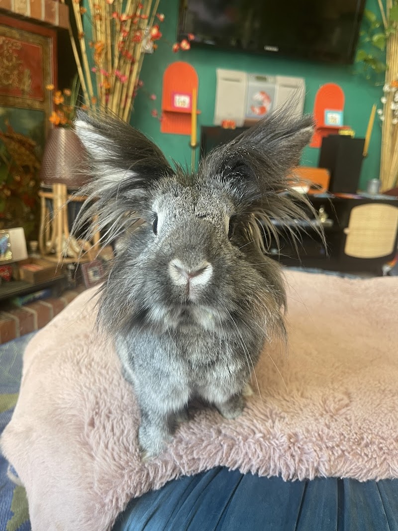 Evolution Veterinary Specialty and Emergency Hospital photo 3