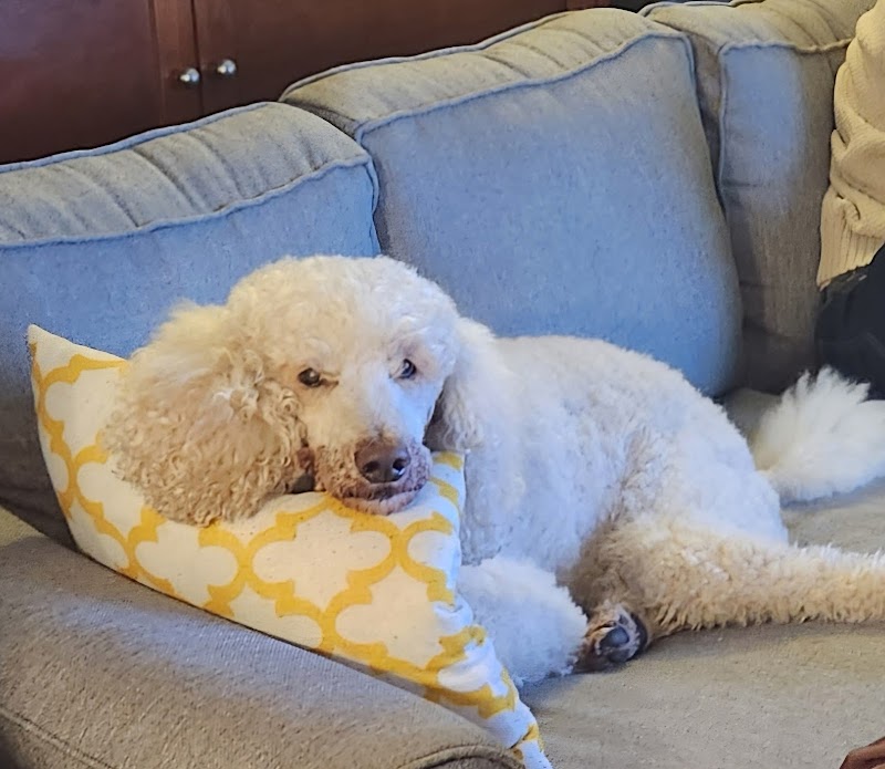 East Lake Animal Clinic photo 3