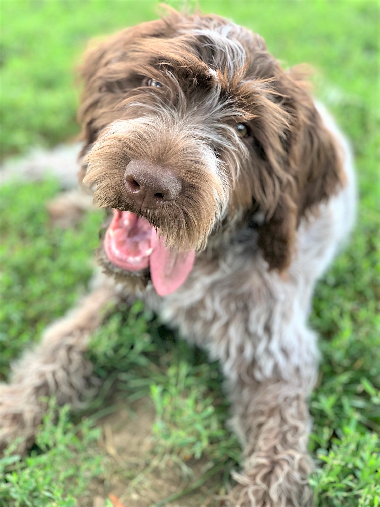 Murray Ridge Animal Clinic