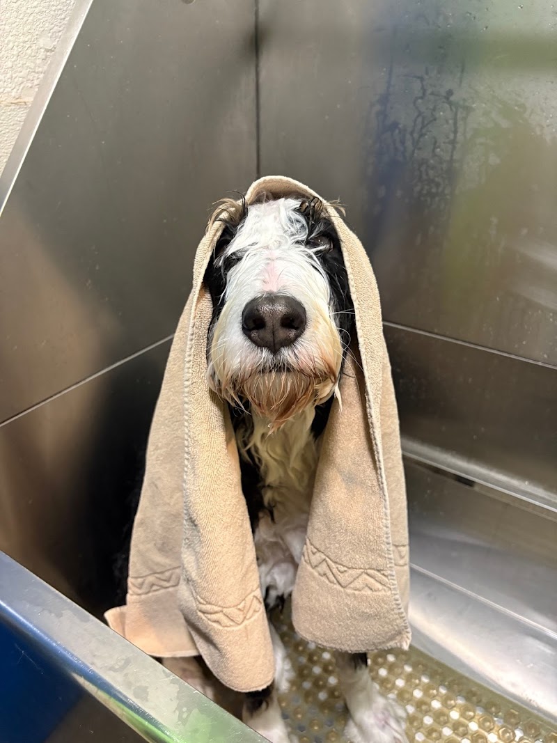 Fun City Dogs photo 2