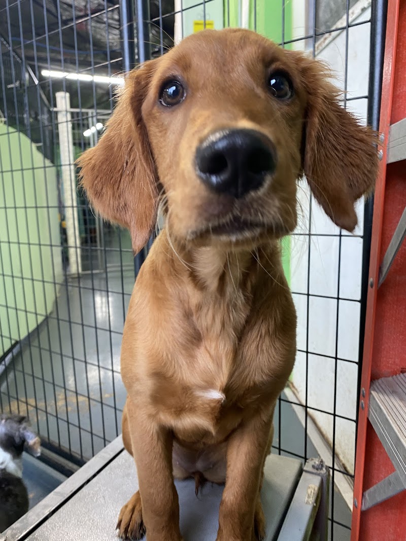 Fun City Dogs photo 3