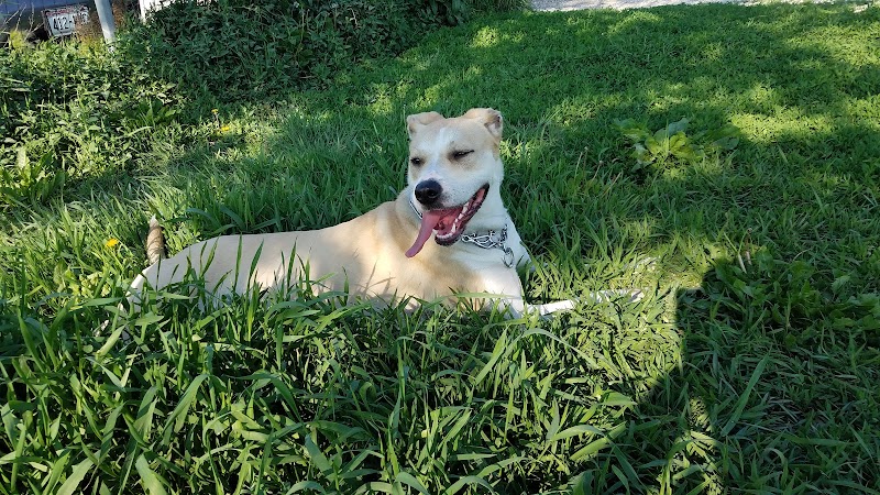 Runway Dog Exercise Area photo 3