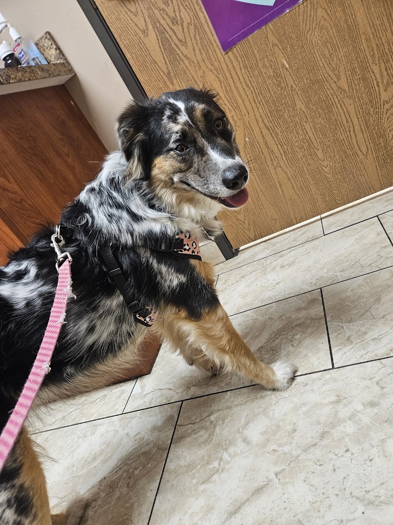 Dix Animal Hospital photo 3