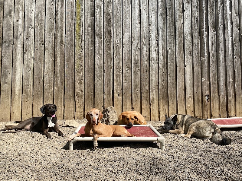 The Mutt Hutt photo 2