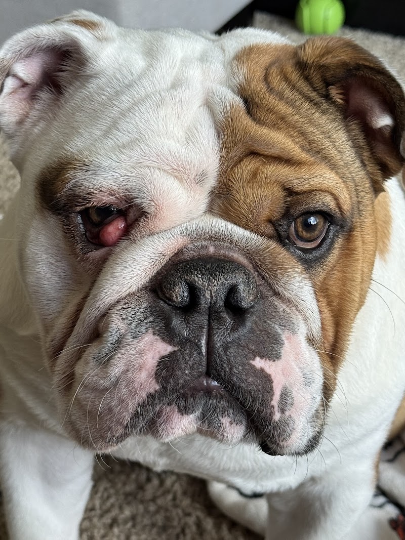 Inver Grove Heights Animal Hospital