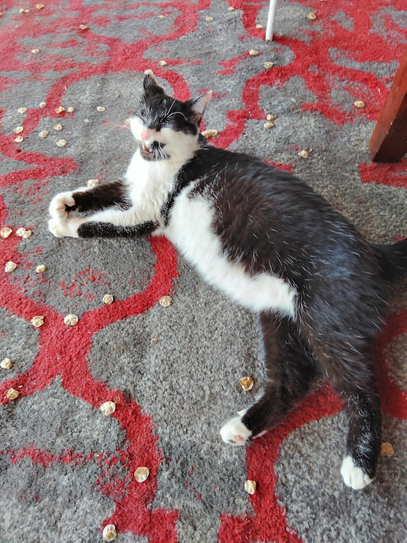 Pet Project Rescue photo 2