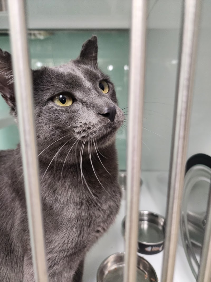 Pet Project Rescue photo 3