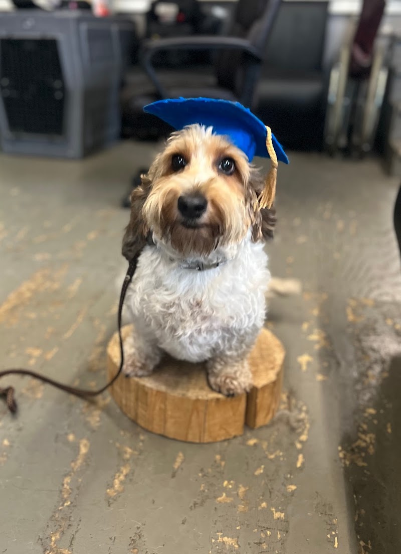 Bark Avenue Playcare