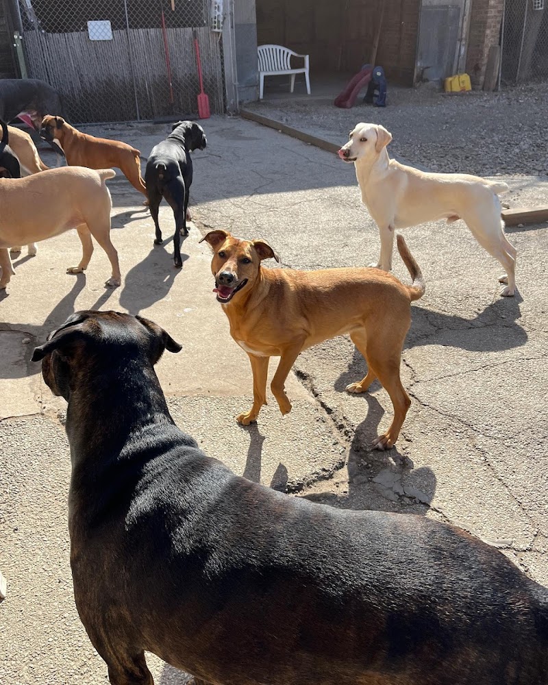 Bark Avenue Playcare photo 3