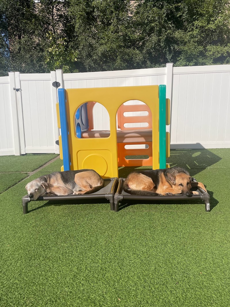 Wonder Dog Canine Club photo 2