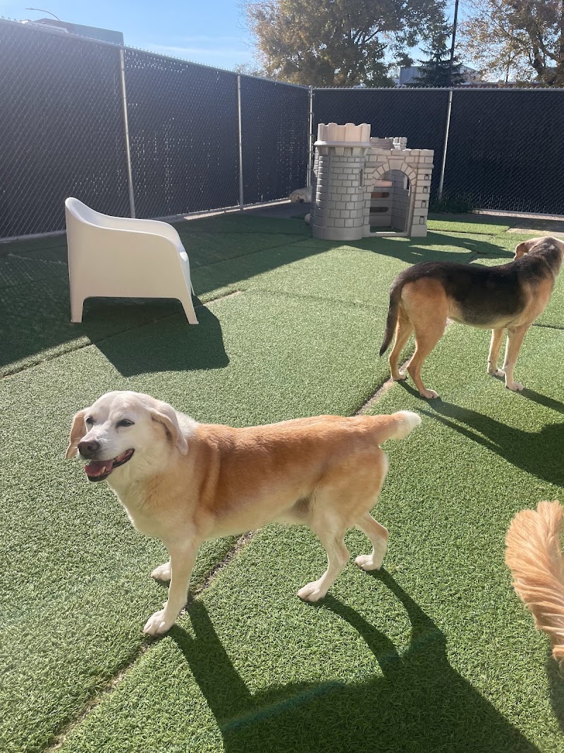 Wonder Dog Canine Club photo 3