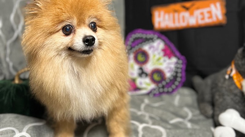 All Star Pet Grooming