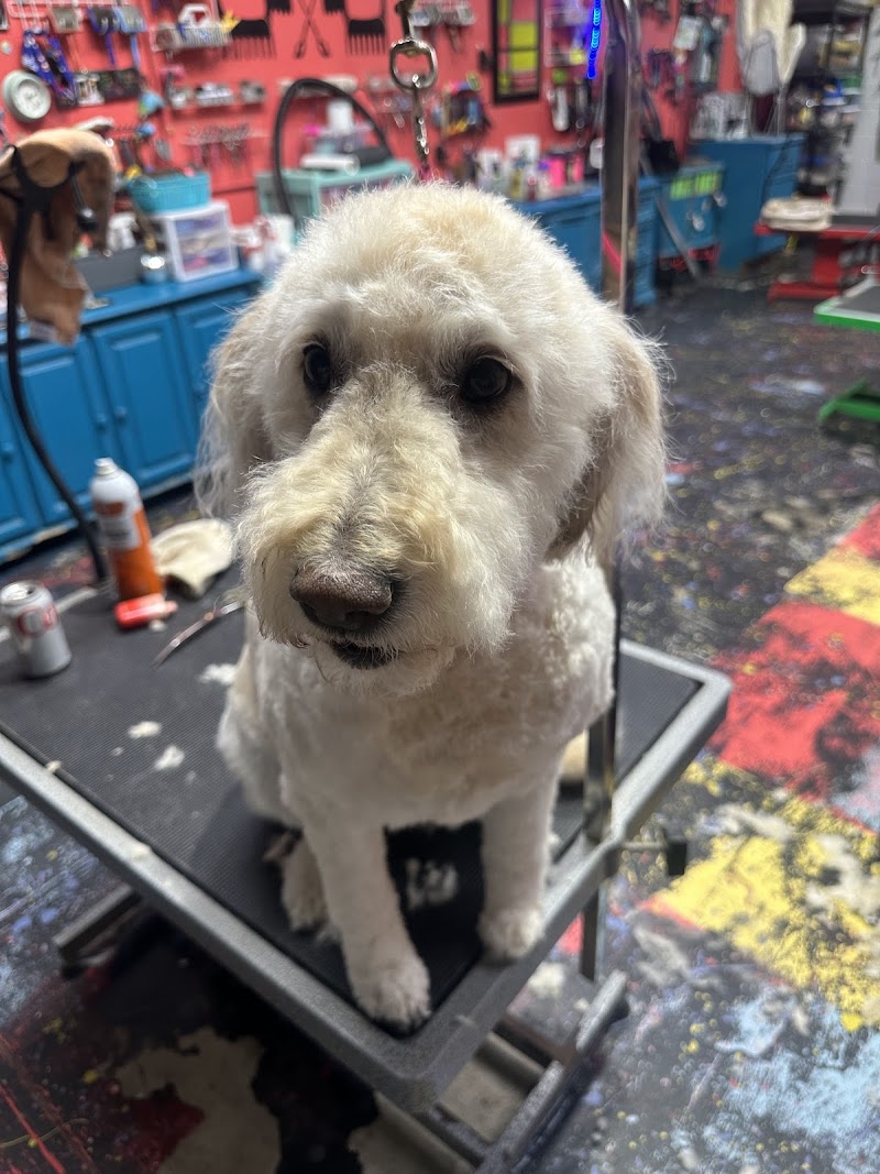 All Star Pet Grooming photo 2