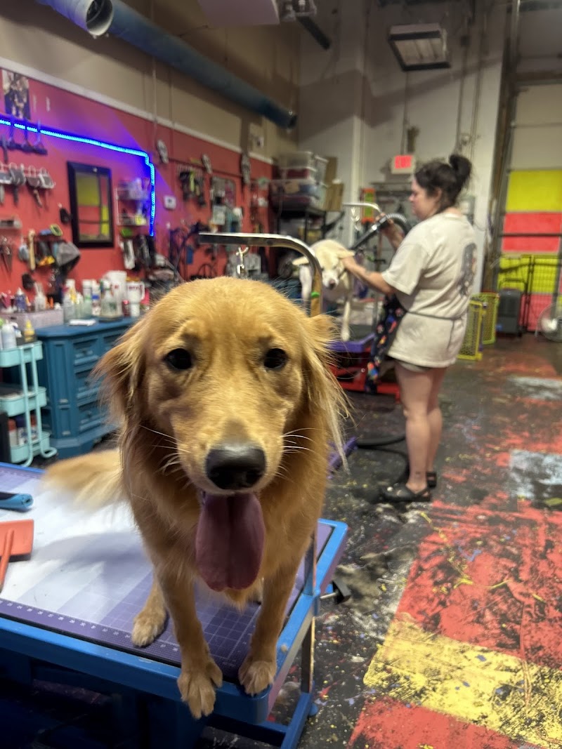 All Star Pet Grooming photo 3