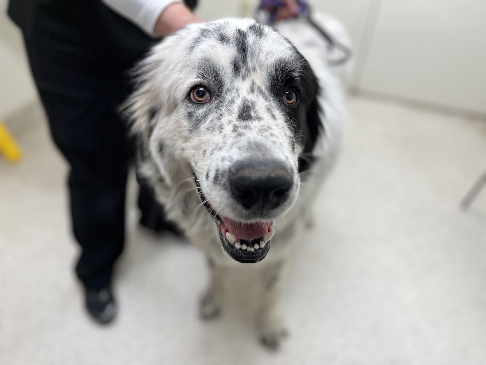 FACE Low-Cost Animal Clinic