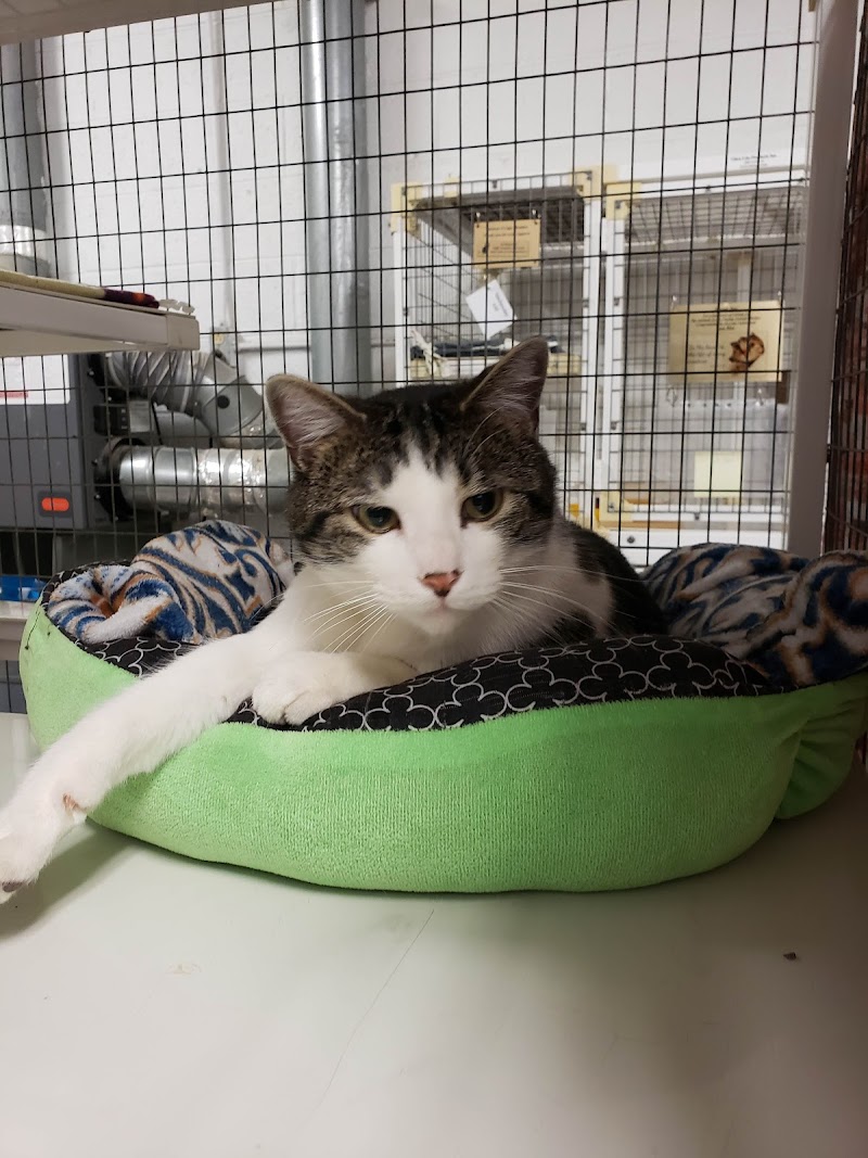 Parma Animal Shelter photo 3