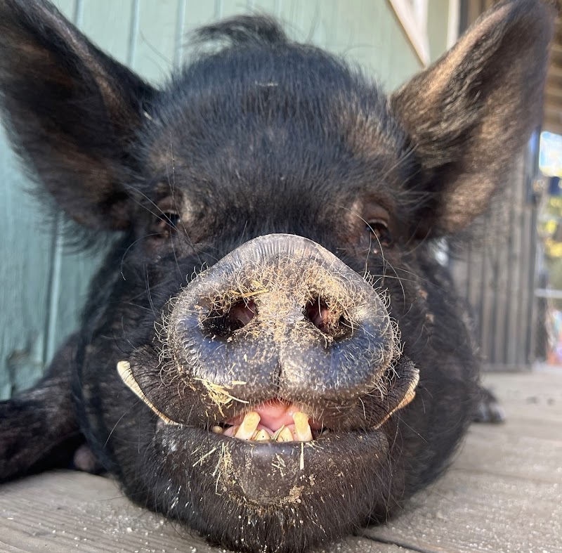 Farm Animal Refuge photo 2