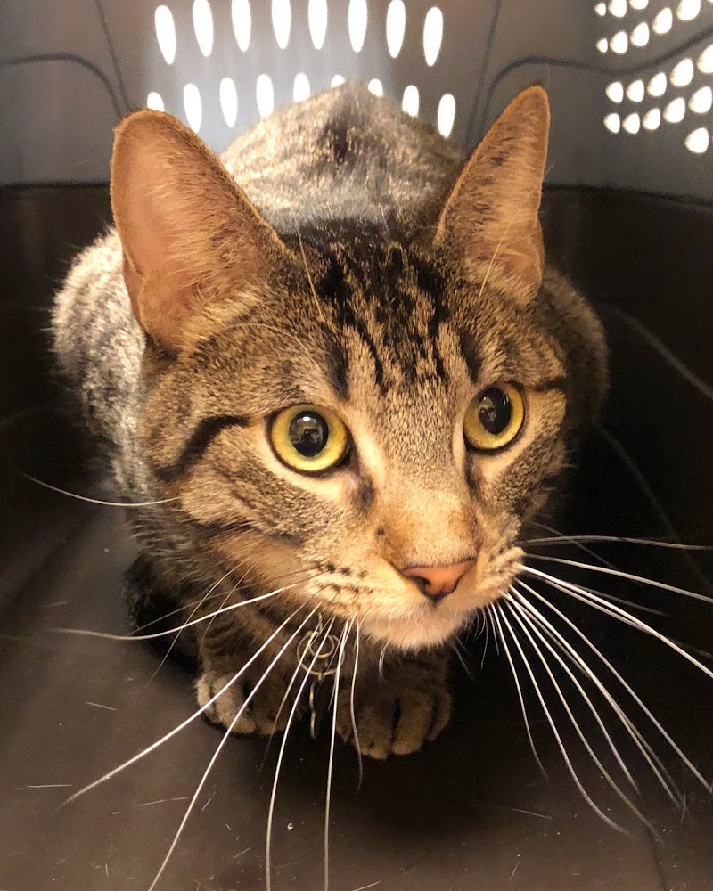 OZ Animal Hospital photo 3