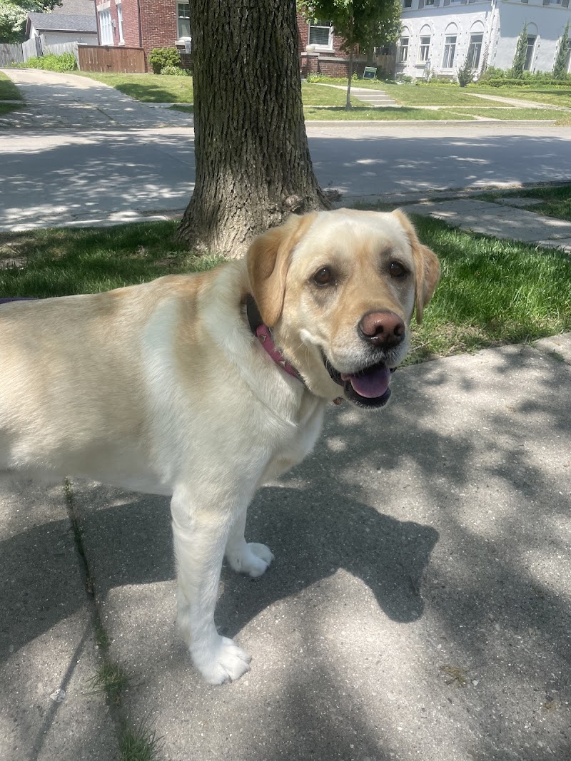 Milwaukee Pet Services