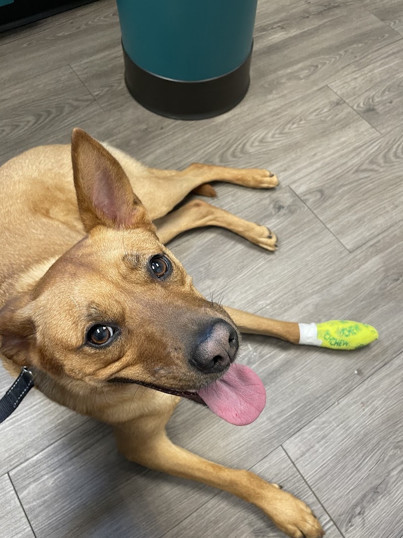 Golden Valley Animal Hospital photo 2